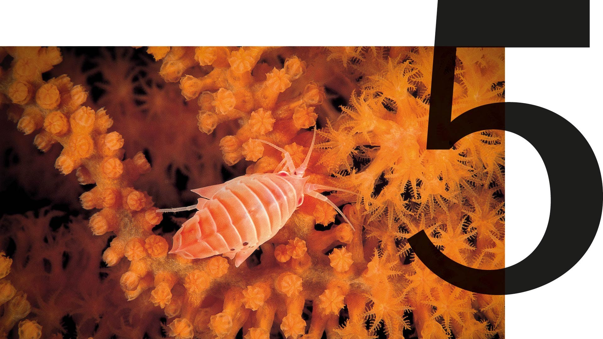 Oceano e ecossistema marinho